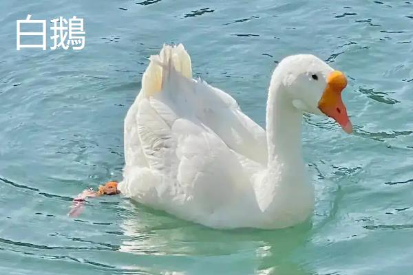 白色鸭子和鹅有什么区别，体型、外形、声音等方面均不同