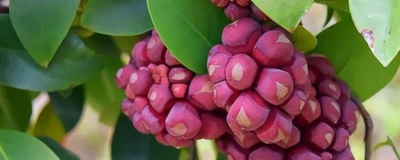 黑老虎有没有销路，目前的需求量越来越大不愁销售