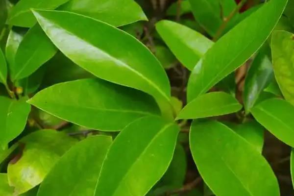 黑老虎有没有销路，目前的需求量越来越大不愁销售