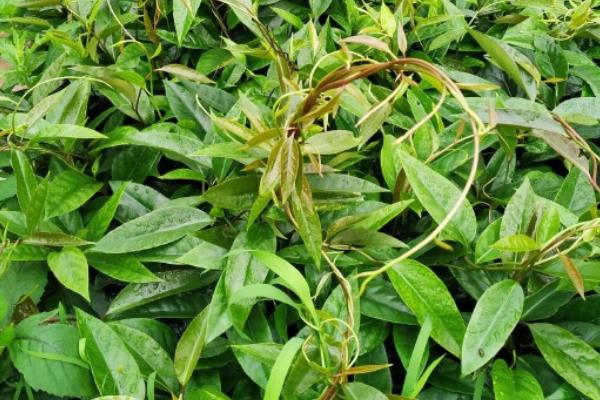 黑老虎有没有销路，目前的需求量越来越大不愁销售