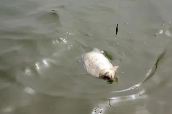 春季钓鲫鱼的适宜水深，早春需确保深度达到2米以上