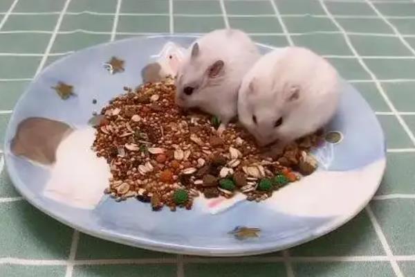 仓鼠吃什么能补钙，可以给仓鼠吃一些奶制品