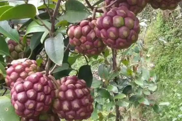 黑老虎有没有销路，目前的需求量越来越大不愁销售