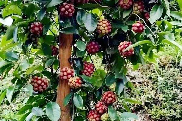 黑老虎有没有销路，目前的需求量越来越大不愁销售