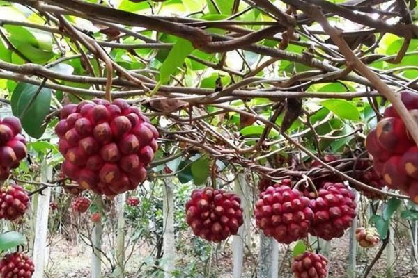 黑老虎有没有销路，目前的需求量越来越大不愁销售