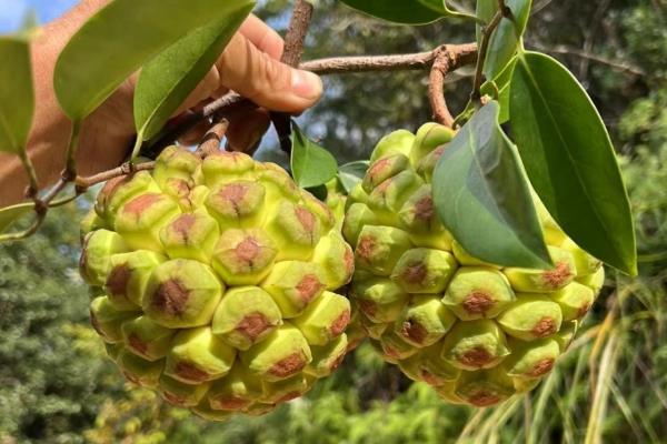 黑老虎有没有销路，目前的需求量越来越大不愁销售