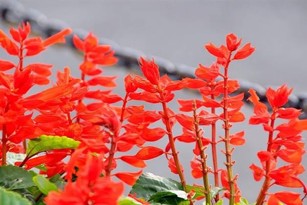 一串红在什么季节开花，期是7月至霜降