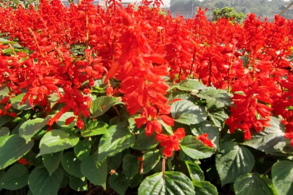 一串红在什么季节开花，期是7月至霜降