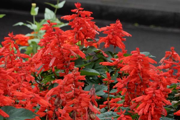 一串红在什么季节开花，期是7月至霜降