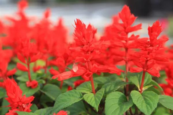 一串红在什么季节开花，期是7月至霜降