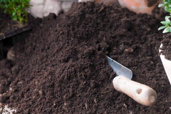 给一叶兰换盆要注意什么，剪除烂根、残弱根、多余的根系后再栽种