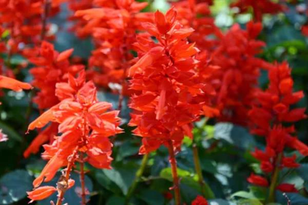 一串红在什么季节开花，期是7月至霜降