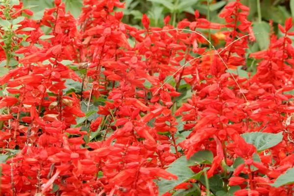 一串红在什么季节开花，期是7月至霜降