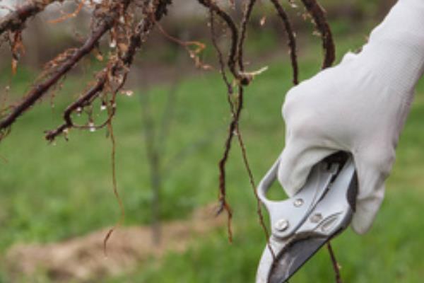 给一叶兰换盆要注意什么，剪除烂根、残弱根、多余的根系后再栽种