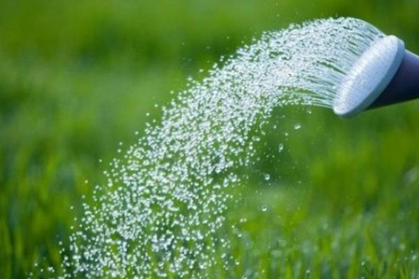 给一叶兰换盆要注意什么，剪除烂根、残弱根、多余的根系后再栽种