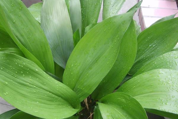 给一叶兰换盆要注意什么，剪除烂根、残弱根、多余的根系后再栽种