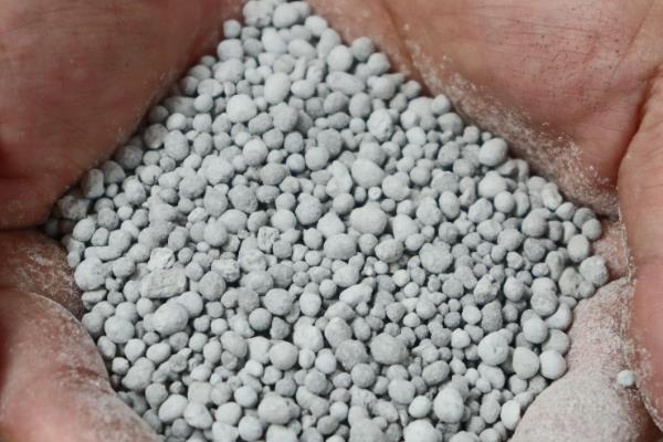 给一叶兰换盆要注意什么，剪除烂根、残弱根、多余的根系后再栽种