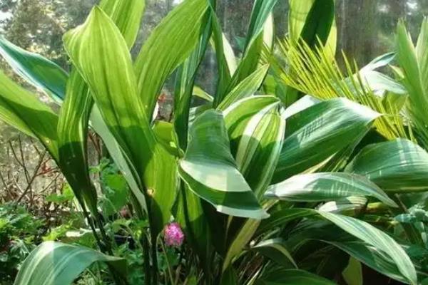 给一叶兰换盆要注意什么，剪除烂根、残弱根、多余的根系后再栽种