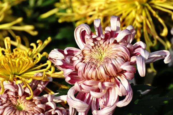 菊花能不能放在卧室，可以放在卧室养殖