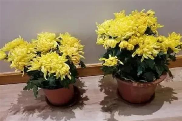 菊花能不能放在卧室，可以放在卧室养殖