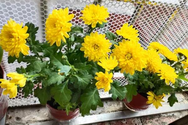菊花能不能放在卧室，可以放在卧室养殖