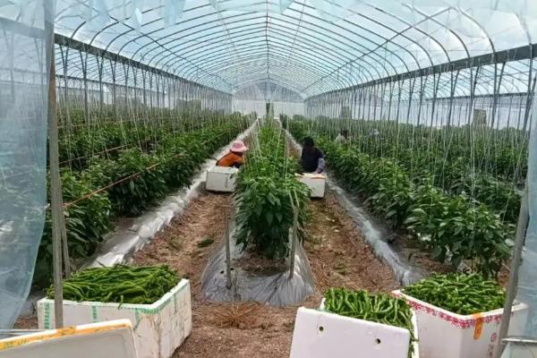 大棚蔬菜的控旺技术，控制温度是大棚种植的关键