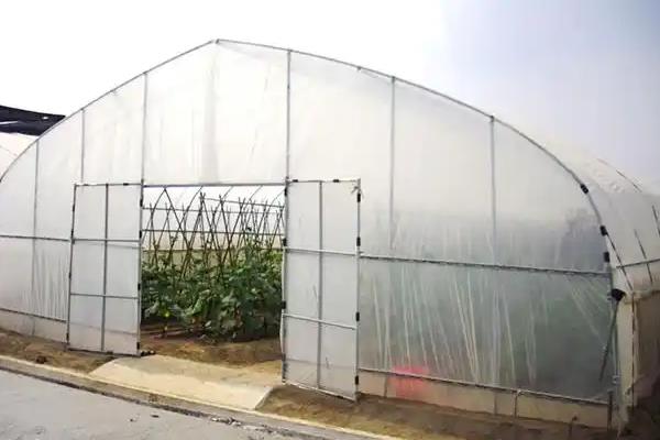 大棚蔬菜的控旺技术，控制温度是大棚种植的关键