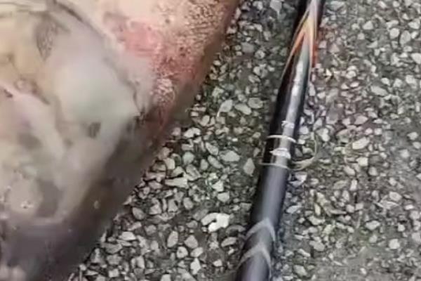 战斗鲤的简介，属于中逵旗下的经典鱼竿