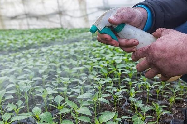 阿维菌素不可以和哪种药混用，禁止与杀菌剂、碱性农药一起使用