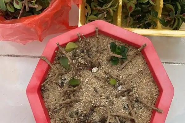 金鱼吊兰怎么养，生长适温为16℃至28℃
