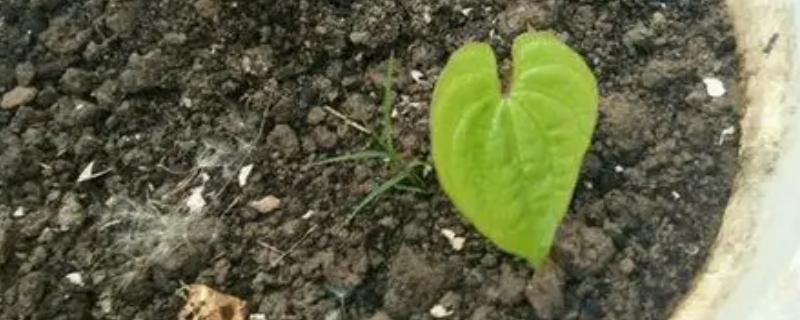 如何养殖山药豆,每天至少晒光4小时