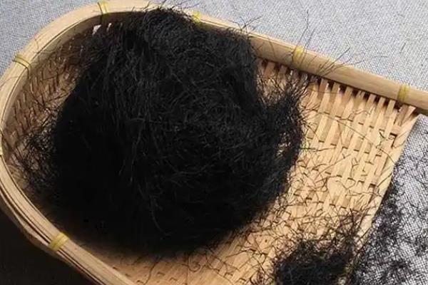 发菜是哪种蔬菜，又叫发状念珠藻、地毛等
