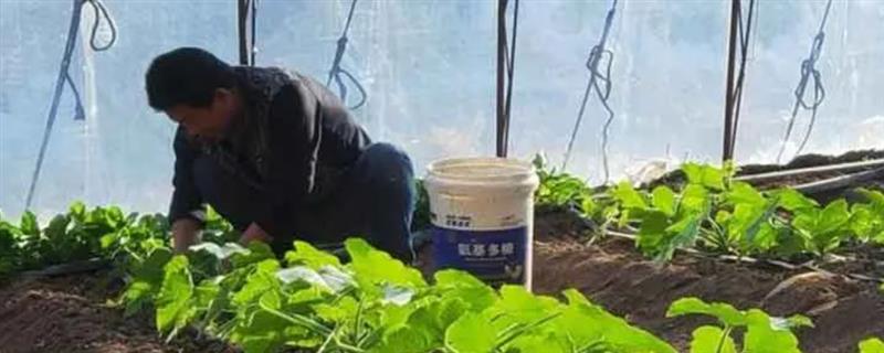 对有机蔬菜施肥要注意什么，以有机肥为主并辅以生物肥料