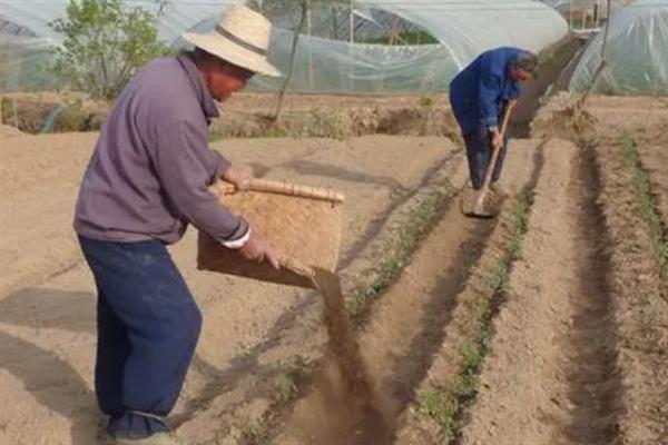 对有机蔬菜施肥要注意什么,以有机肥为主并辅以生物肥料