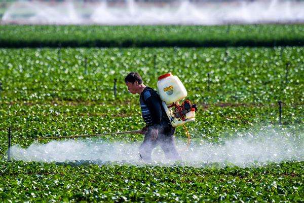 对有机蔬菜施肥要注意什么,以有机肥为主并辅以生物肥料