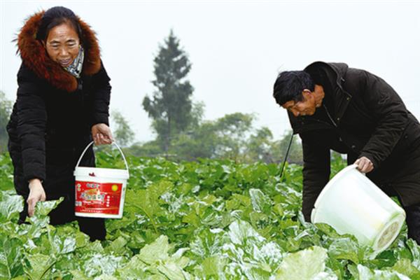 对有机蔬菜施肥要注意什么,以有机肥为主并辅以生物肥料