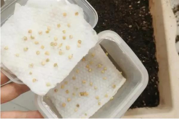 对有机蔬菜施肥要注意什么,以有机肥为主并辅以生物肥料