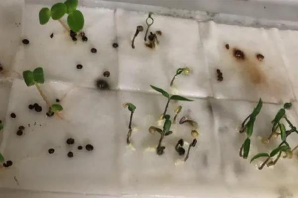 对有机蔬菜施肥要注意什么,以有机肥为主并辅以生物肥料