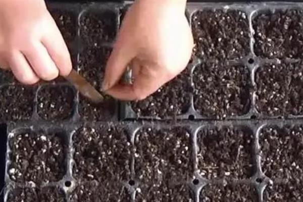 对有机蔬菜施肥要注意什么,以有机肥为主并辅以生物肥料