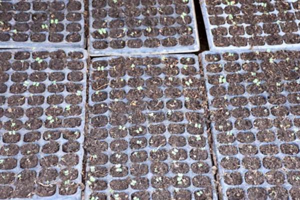 对有机蔬菜施肥要注意什么,以有机肥为主并辅以生物肥料