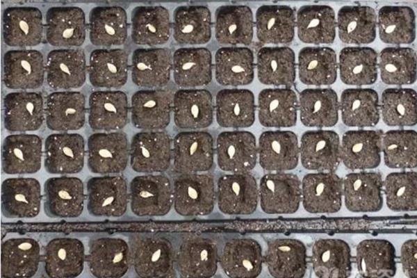 对有机蔬菜施肥要注意什么,以有机肥为主并辅以生物肥料