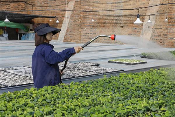 对有机蔬菜施肥要注意什么,以有机肥为主并辅以生物肥料
