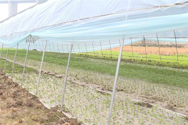 对有机蔬菜施肥要注意什么,以有机肥为主并辅以生物肥料