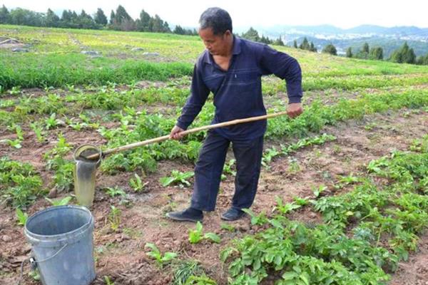 对有机蔬菜施肥要注意什么,以有机肥为主并辅以生物肥料