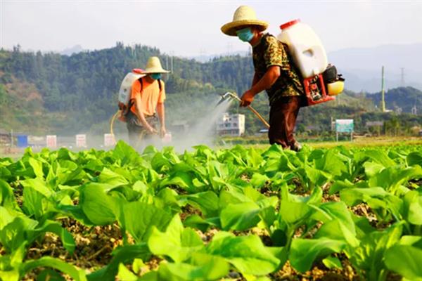 对有机蔬菜施肥要注意什么,以有机肥为主并辅以生物肥料
