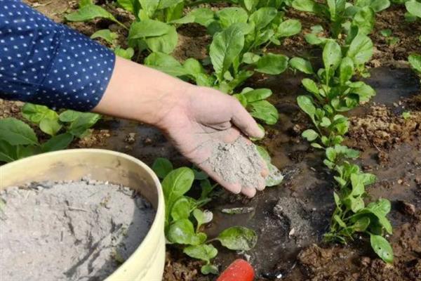 对有机蔬菜施肥要注意什么,以有机肥为主并辅以生物肥料