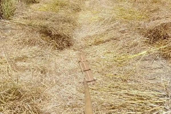 用什么农具打油菜籽，连盖可对菜籽进行脱粒