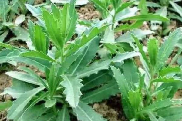 什么时候采摘刺儿菜，在每年的6-7月份