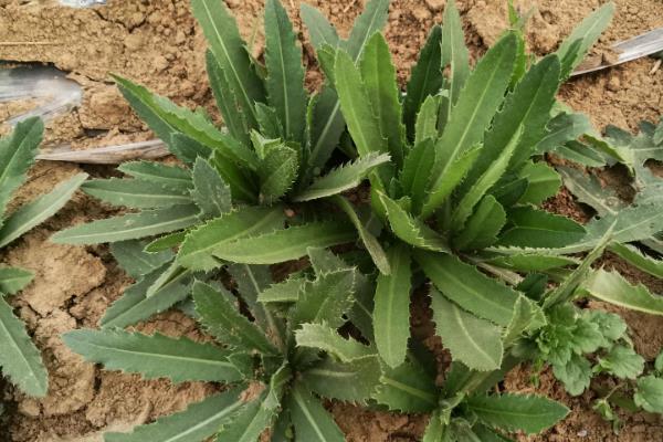 什么时候采摘刺儿菜，在每年的6-7月份