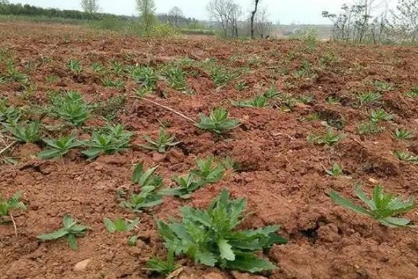 什么时候采摘刺儿菜，在每年的6-7月份